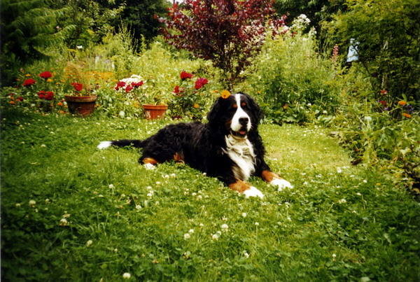 17 1999-09 Anton mit Blume im Haar in Gerzen