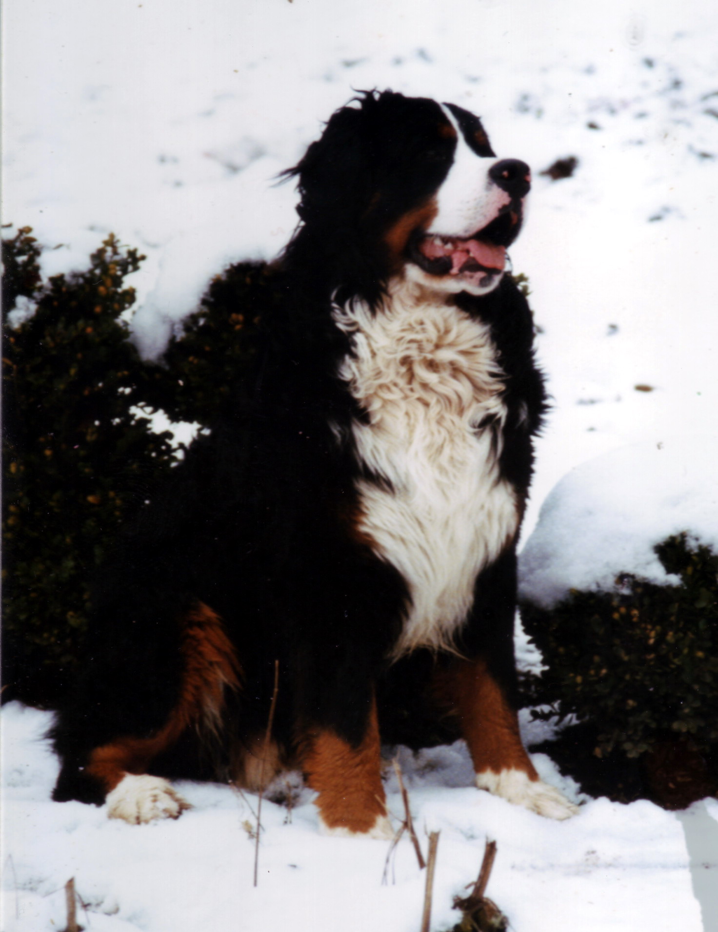 19 Anton sitzt im Schnee