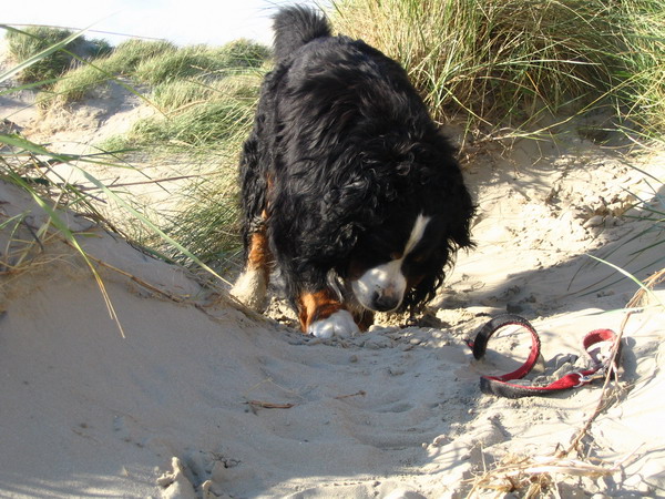 21 Strandurlaub in Daenemark 03